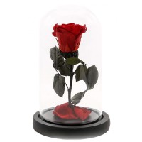 Trandafir criogenat rosu intens, Rose Amor, cupola de sticla eleganta 25 cm, petale la baza, Urban Trends ®