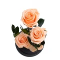 Aranjament 3 trandafiri criogenati somon, Rose Amor, cupola de sticla 30cm, petale la baza, Urban Trends ®