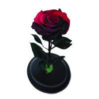 Trandafir criogenat rosu- mov  intens, Rose Amor, cupola de sticla eleganta 30 cm, muschi verde la baza, Urban Trends ®