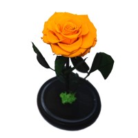 Trandafir criogenat portocaliu intens, Rose Amor, cupola de sticla eleganta 30 cm, muschi verde la baza, Urban Trends ®