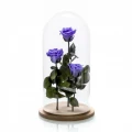 Aranjament 3 trandafiri criogenati mov, Rose Amor, cupola de sticla 30cm, petale la baza