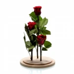 Aranjament 3 trandafiri criogenati rosii, Rose Amor, cupola de sticla 30cm, petale la baza