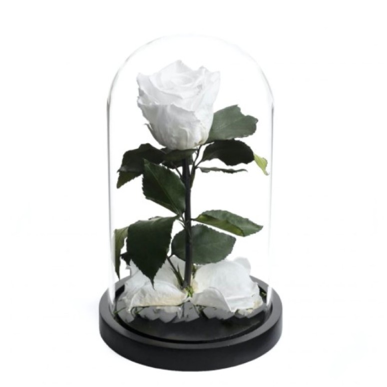 Trandafir criogenat Alb Pur XL