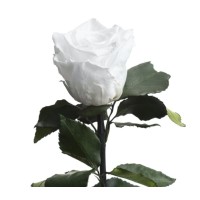 Trandafir criogenat Alb Pur XL