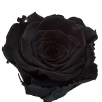 Trandafir Criogenat Negru intens XL 