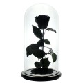 Trandafir Criogenat Negru intens XL 