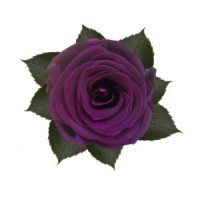 Trandafir Criogenat violet inchis XL